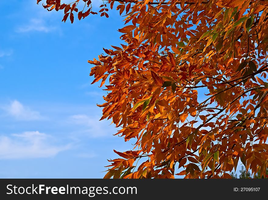 Red leaves against blue sky in autumn