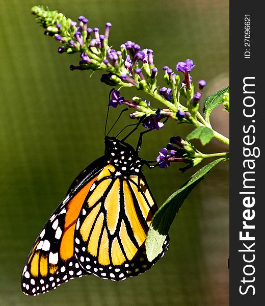 Monarch Butterfly On Purple Flower