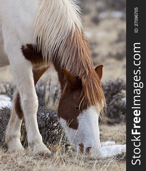 A colorful profile of a mustang mare browsing on badlands grass in the winter. A colorful profile of a mustang mare browsing on badlands grass in the winter.