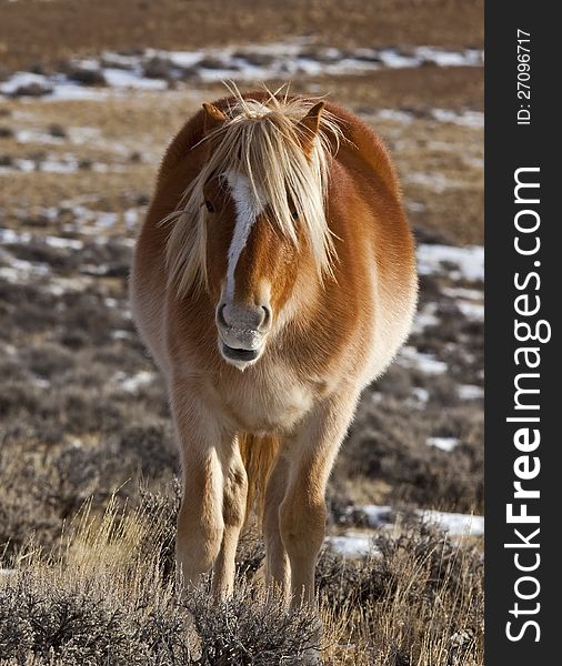 Wild Horse In Wyoming Winter