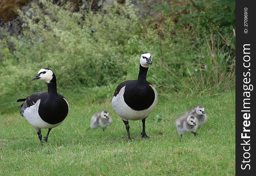 A family of five geese going for a walk. A family of five geese going for a walk