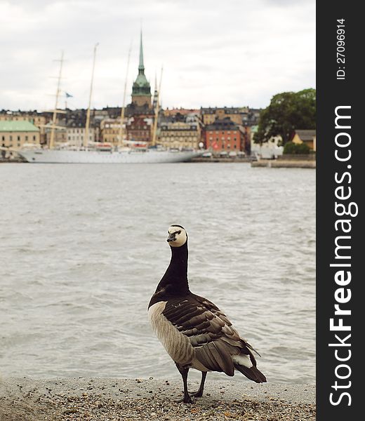 A goose on the embankment looking at the city of Stokholm, Sweden. A goose on the embankment looking at the city of Stokholm, Sweden