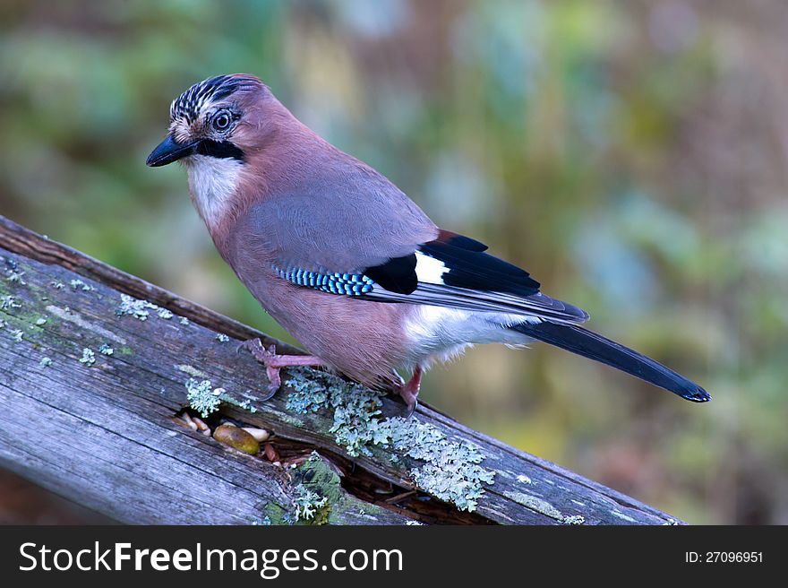 The beautiful, but shy, jay hunt for the acorn in the old wooden fence with a nice multicolored background. Uppland, Sweden. The beautiful, but shy, jay hunt for the acorn in the old wooden fence with a nice multicolored background. Uppland, Sweden