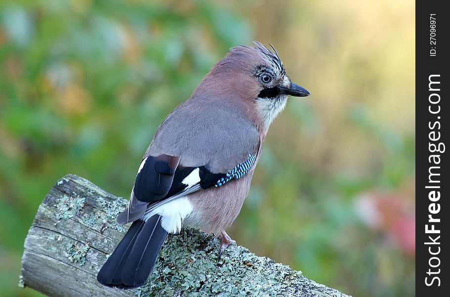 The beautiful, but shy, jay sitting on an old wooden fence and watching. Uppland, Sweden. The beautiful, but shy, jay sitting on an old wooden fence and watching. Uppland, Sweden