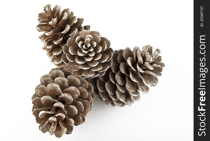 Pine Cones and Needles on white