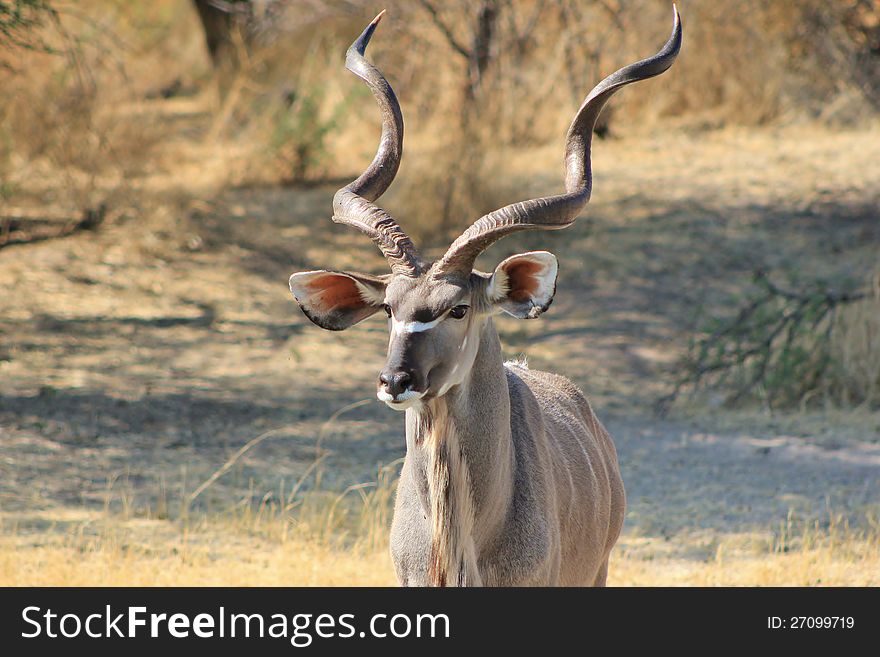 A Kudu bull at a watering hole.  Photo taken in Namibia, Africa. A Kudu bull at a watering hole.  Photo taken in Namibia, Africa.