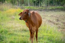 Cow Grazing On Green Farm Pasture On Summer Day. Feeding Of Cattle On Farmland Grassland Stock Images