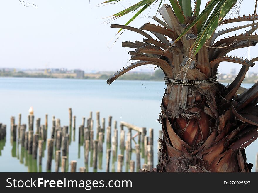 Palm tree at the edge of the lake, blurred image behind