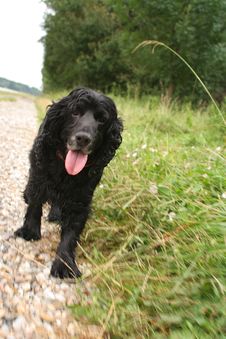 Black Spaniel Walking Stock Photography Black Spaniel Walking Stock Photography