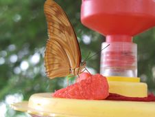 Julia Butterfly On Feeder Stock Images Julia Butterfly On Feeder Stock Images