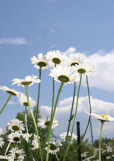 Camomiles Stock Photography Camomiles Stock Photography