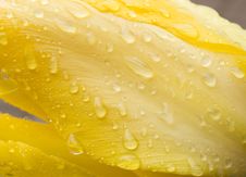 Tulip Royalty Free Stock Images