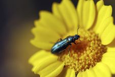 Green Bug In Yellow Daisy Stock Image Green Bug In Yellow Daisy Stock Image