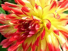 Dahlia Royalty Free Stock Photos