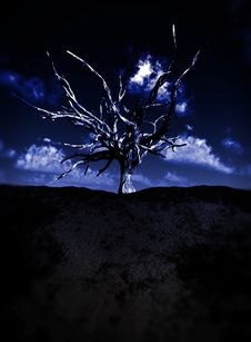 Dead Tree 9 Stock Image Dead Tree 9 Stock Image