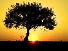 Tree On A Field In The Evening Stock Photo Tree On A Field In The Evening Stock Photo