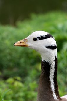 Close-up Of Duck In Meadow Stock Photography Close-up Of Duck In Meadow Stock Photography