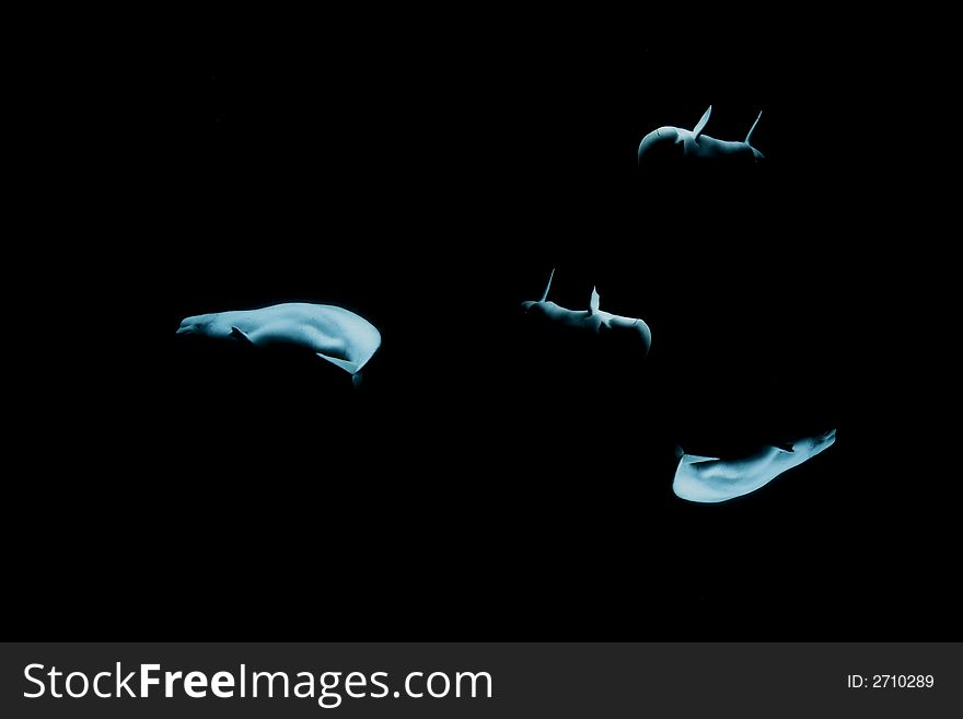 4 blue tone belugas on isolated black background