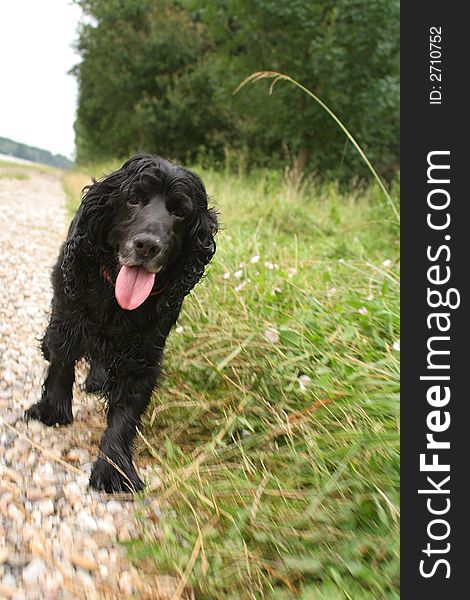 Black cocker spaniel walking on a stone way, motion blur. Black cocker spaniel walking on a stone way, motion blur