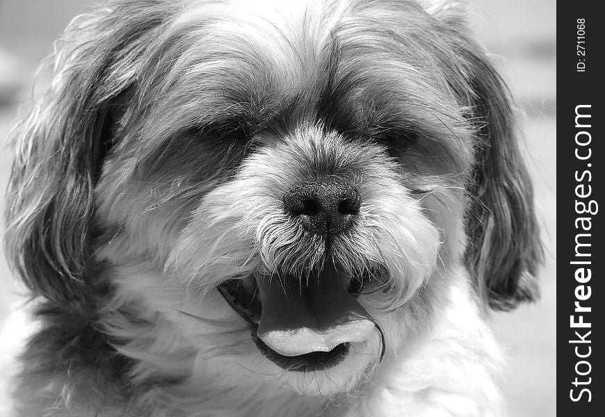 Black and white image of puppy squinting and panting in summer's heat, on deck, planters. Black and white image of puppy squinting and panting in summer's heat, on deck, planters