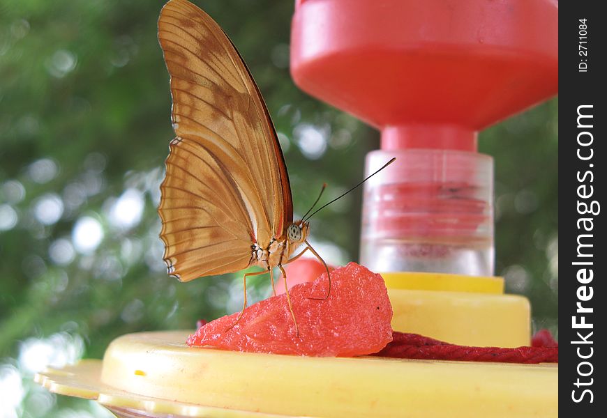 Julia Butterfly On Feeder