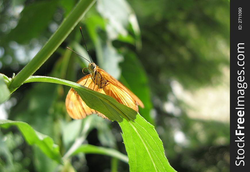 Julia Butterfly (Dryas Iulia)