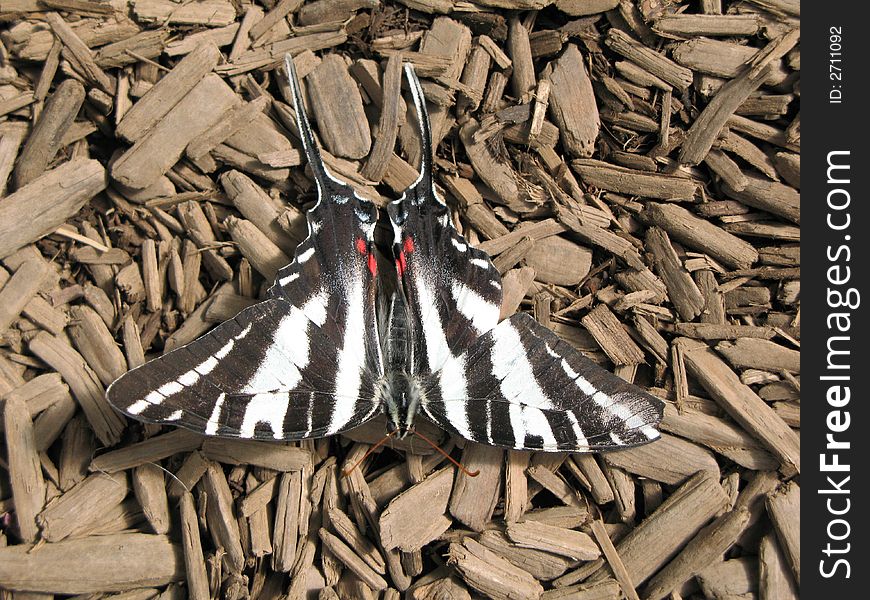 Zebra Swallowtail