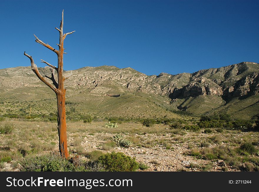 A dead tree stands in the foreground of the Guadalupe Mountains In west Texas.