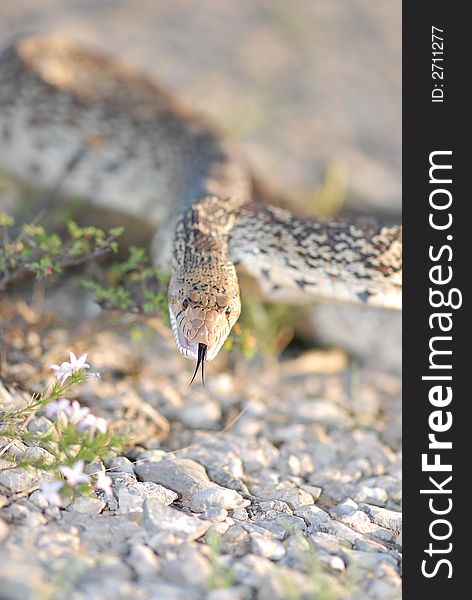 An angry gopher snake hisses at the photographer.