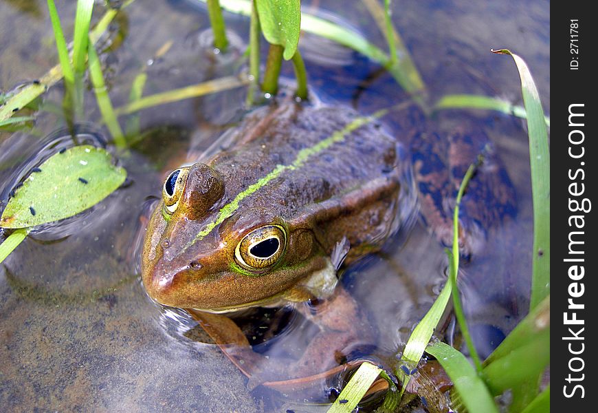 Frog in the brook