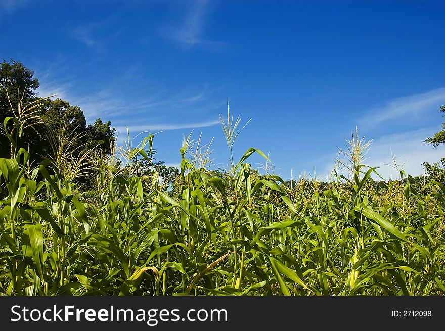 Corn plantation in Palanan, Isabela, Philippines