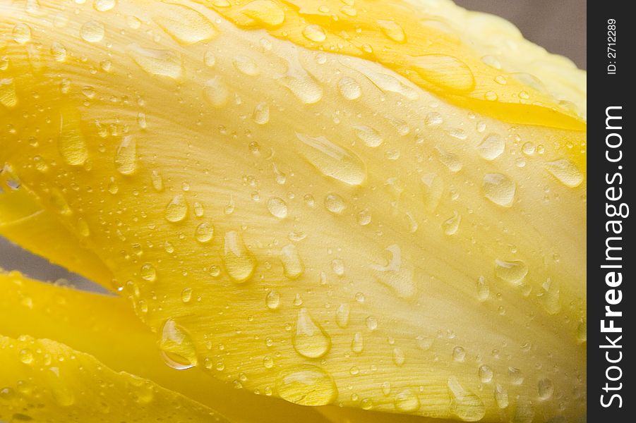 Close up of a tulip covered with water
