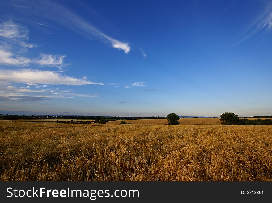Summer landscape, field with corn and blue sky.