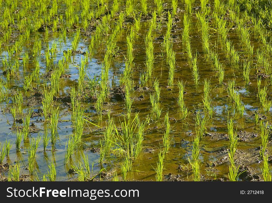 Newly planted rice in Palanan, Isabela, Philippines. Newly planted rice in Palanan, Isabela, Philippines