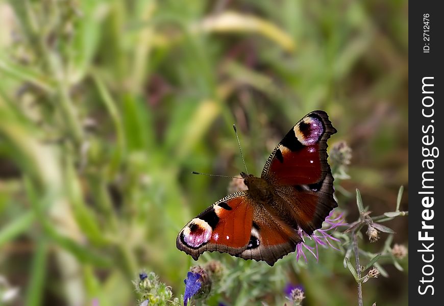 Peacock butterfly sitting on the thistle