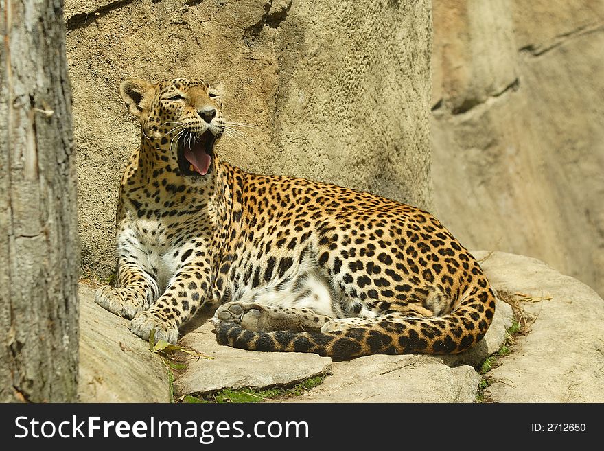 Sri Lankan Leopard (Panthera pardus kotiya)