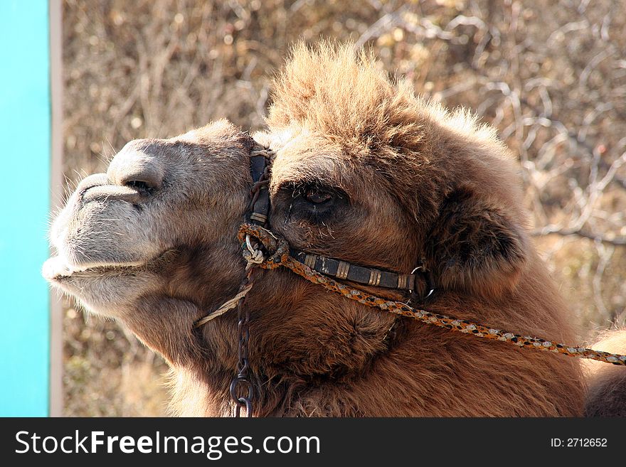 The Head of  Big Camel near great wall china. The Head of  Big Camel near great wall china