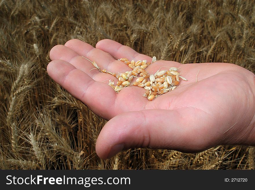 An image of ripe ears of wheat. An image of ripe ears of wheat