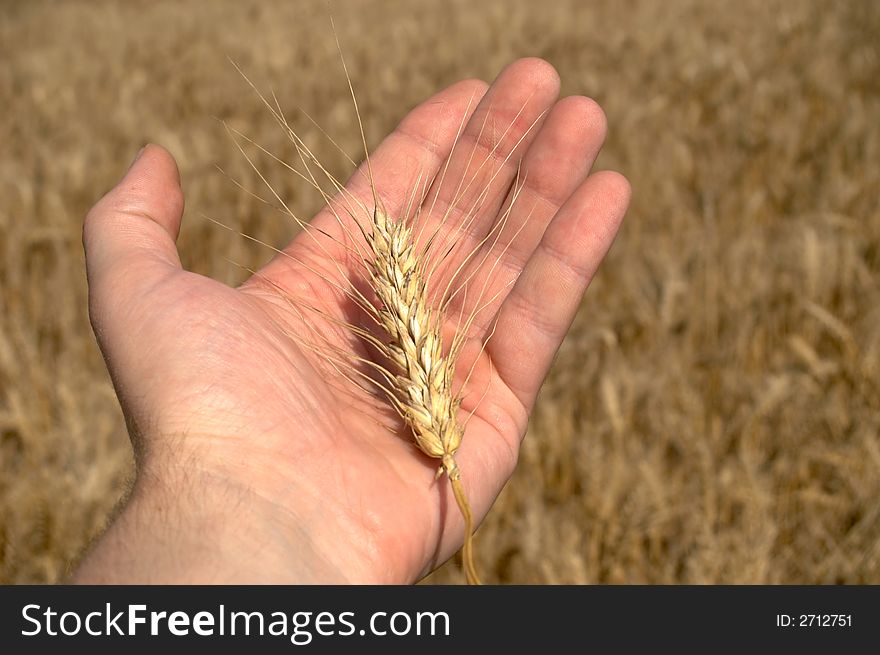 An image of ripe ears of wheat. An image of ripe ears of wheat