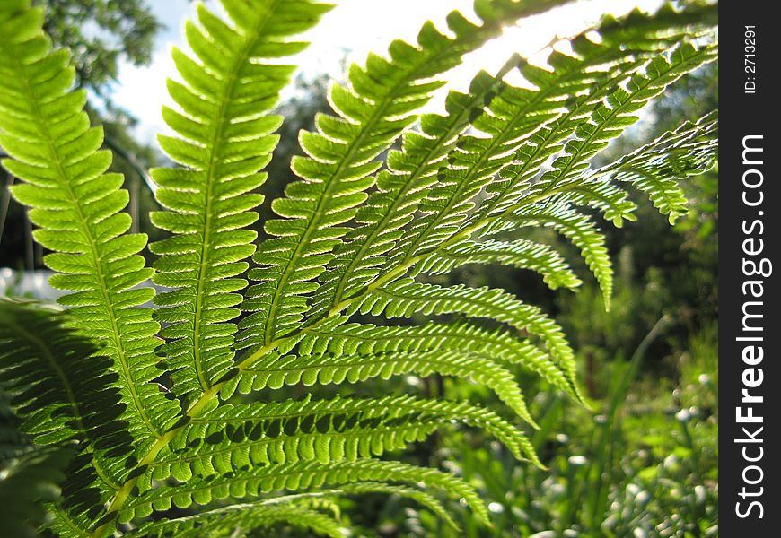 Leaf of fern photograph against the sun