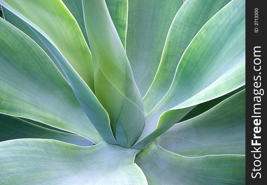 Close up of the center of a large leafy plant. Close up of the center of a large leafy plant