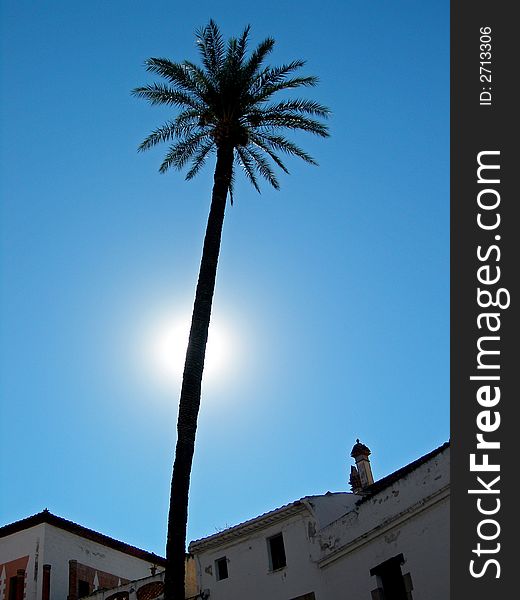 Sun glows behind tall palm tree reaching over rooftops. Sun glows behind tall palm tree reaching over rooftops