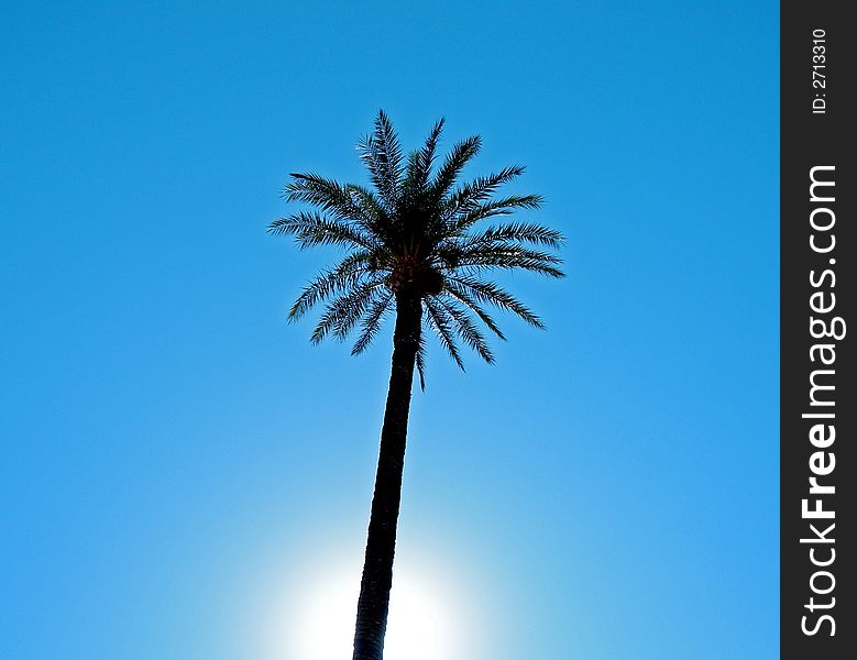 Sun casts glow behind single palm tree on a clear blue sky