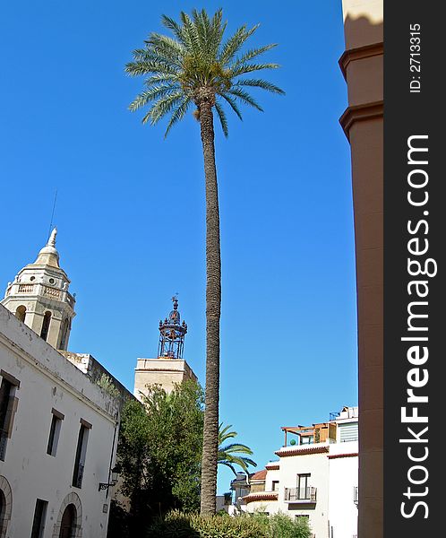 Tall palm tree in the middle of city square. Tall palm tree in the middle of city square