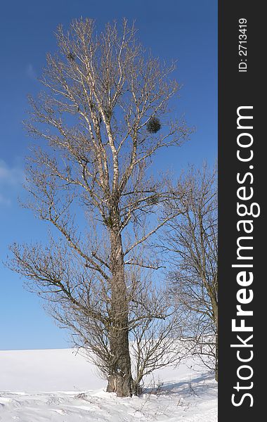 Photo of a tree taken during winter in Klewki, Poland.