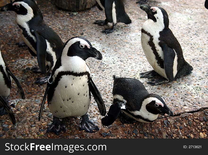 An image of some Penguins