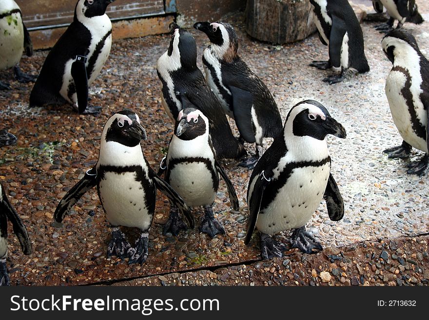 An image of some Penguins