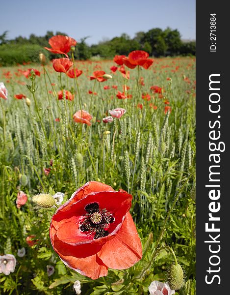 Red poppy close up and corn field