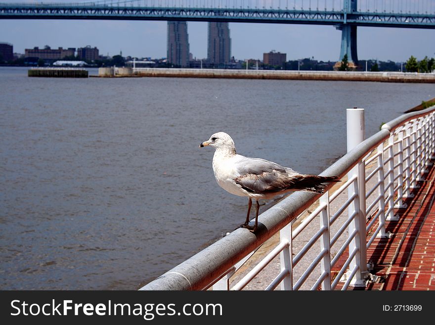 An image of a Seagull on a railing