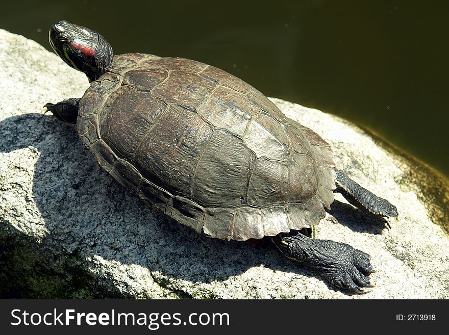 Turtle sunbathing on a warm rock